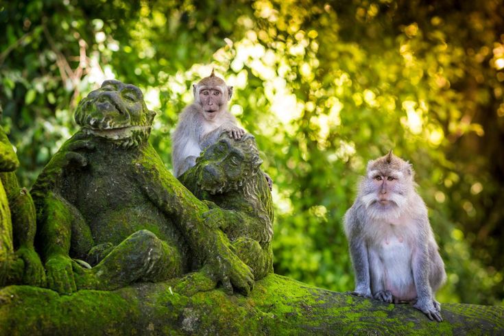 Explore The Best of Ubud on Foot_ Self Guided Walking Tour in Ubud, Bali
