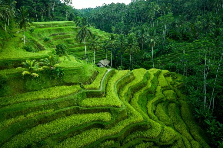 Tegalalang Rice Terrace & Ceking Rice Field In Ubud, Bali