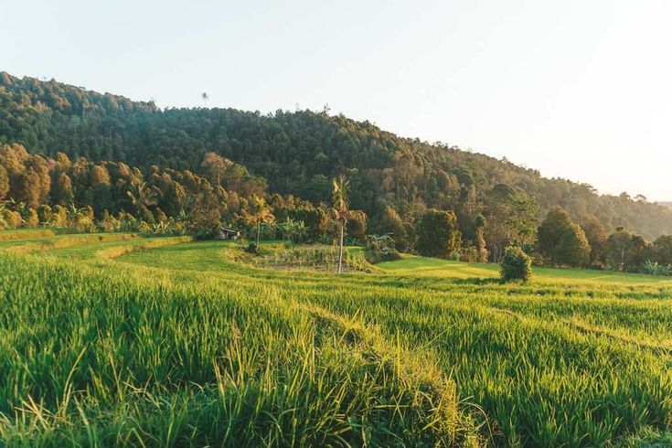 11+ BEST Things To Do In Munduk, Bali [2024]