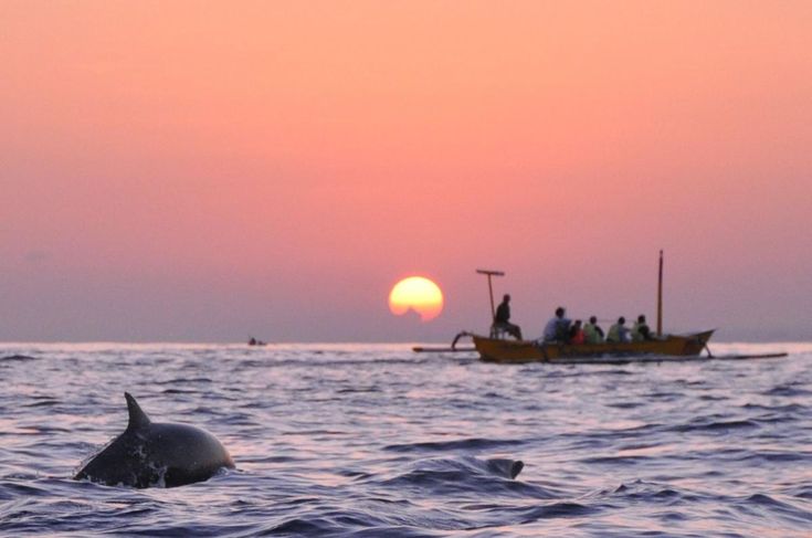 Bali Dolphin Watching Tour - Bali Dolphin Tour 30% Off