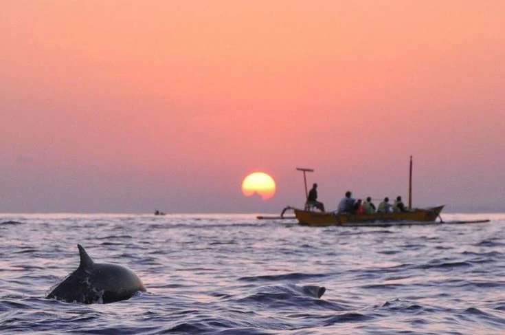 Bali-Dolphin-Watching-Tour-Bali-Dolphin-Tour-30-Off